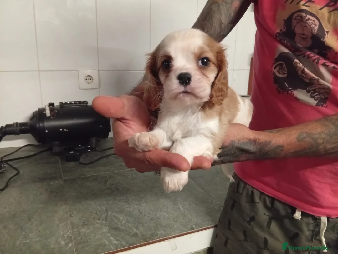 Cavalier King Charles Spaniel perros en venta: Cavalier - Anuncio 2
