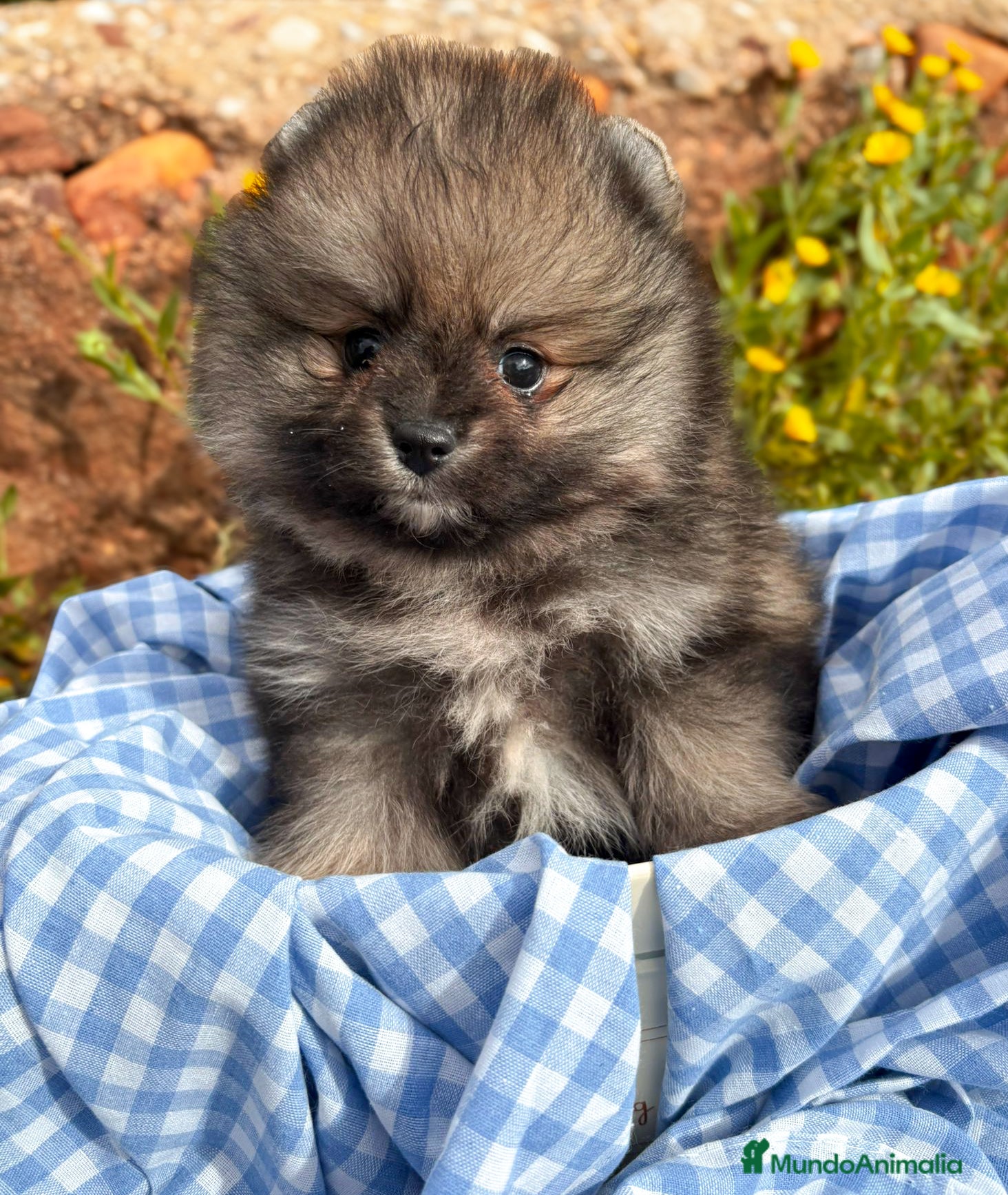 Pomerania perros Lulu de Pomerania - Anuncio 2