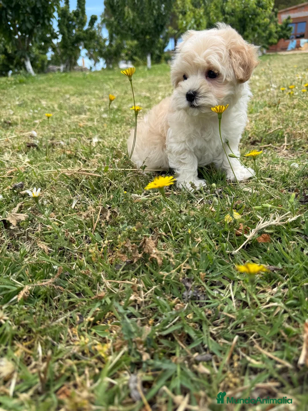 Maltipoo perros en venta: Maltipoo macho toy disponible  - Anuncio 2