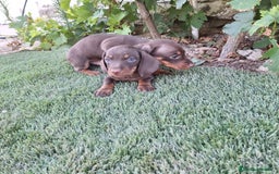 Teckel Miniatura perros en venta: TECKEL KANNINCHEN CHOCOLATE  - Imagen 1