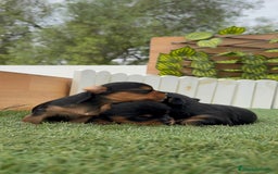 Yorkshire Terrier perros en venta: YORKSHIRE TERRIER MACHOS - Imagen 13