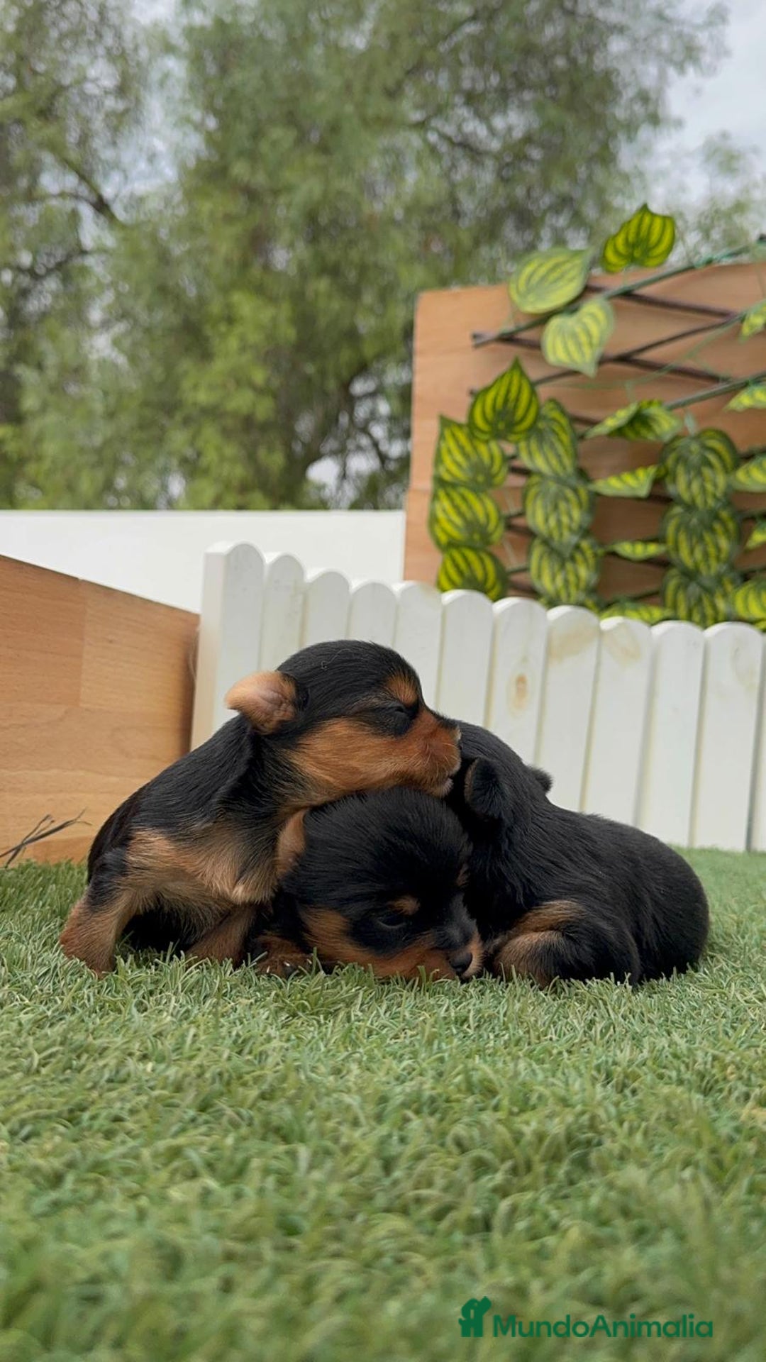 Yorkshire Terrier perros en venta: YORKSHIRE TERRIER MACHOS - Imagen 13
