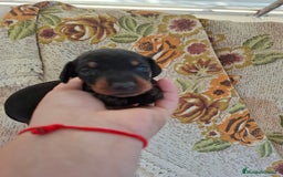 Teckel perros en venta: Teckel  - Imagen 1