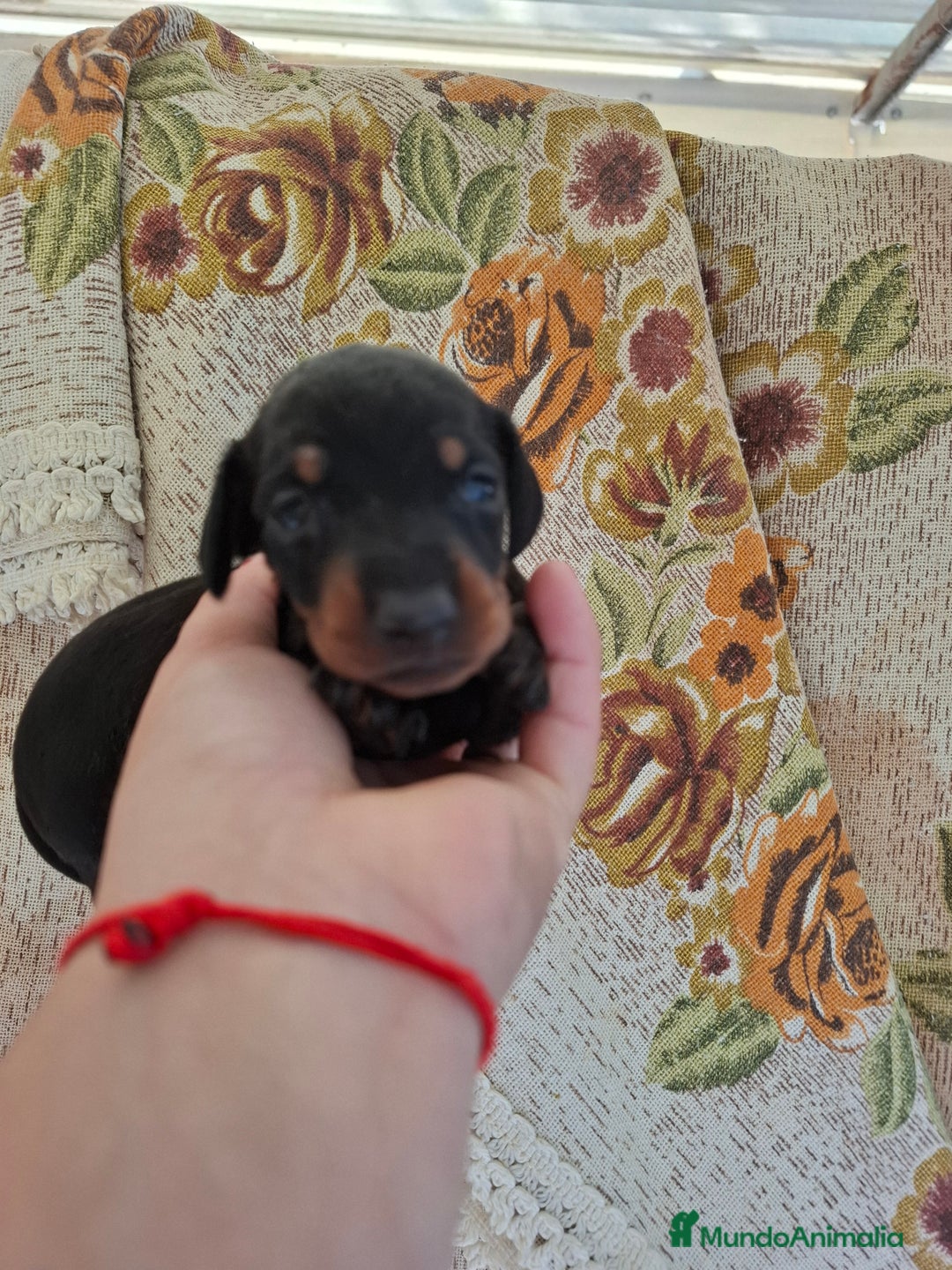Teckel perros en venta: Teckel  - Imagen 1
