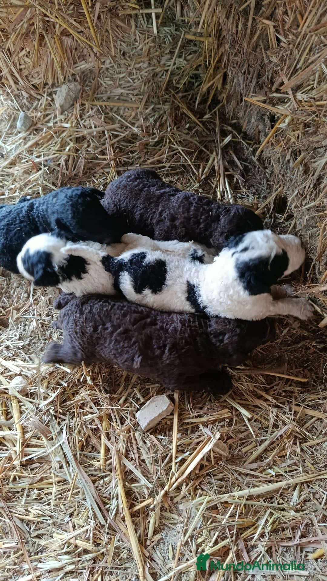 Perro de Agua Español perros en venta: PERRO DE AGUA ESPAÑOL - Anuncio 2