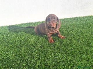 Teckel Miniatura perros TECKEL MINIATURA & KANINCHEN CHOCOLATE - Anuncio 1