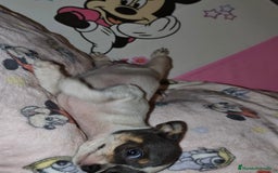 Chihuahua perros en venta: chihuahua - Imagen 2