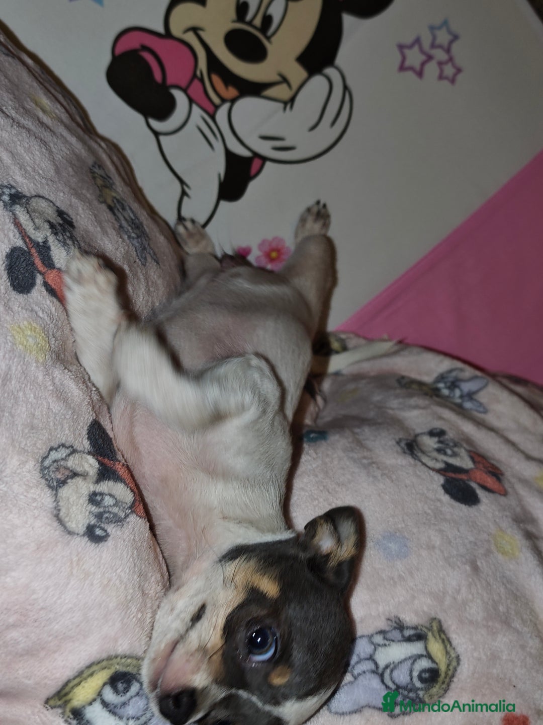 Chihuahua perros en venta: chihuahua - Imagen 2