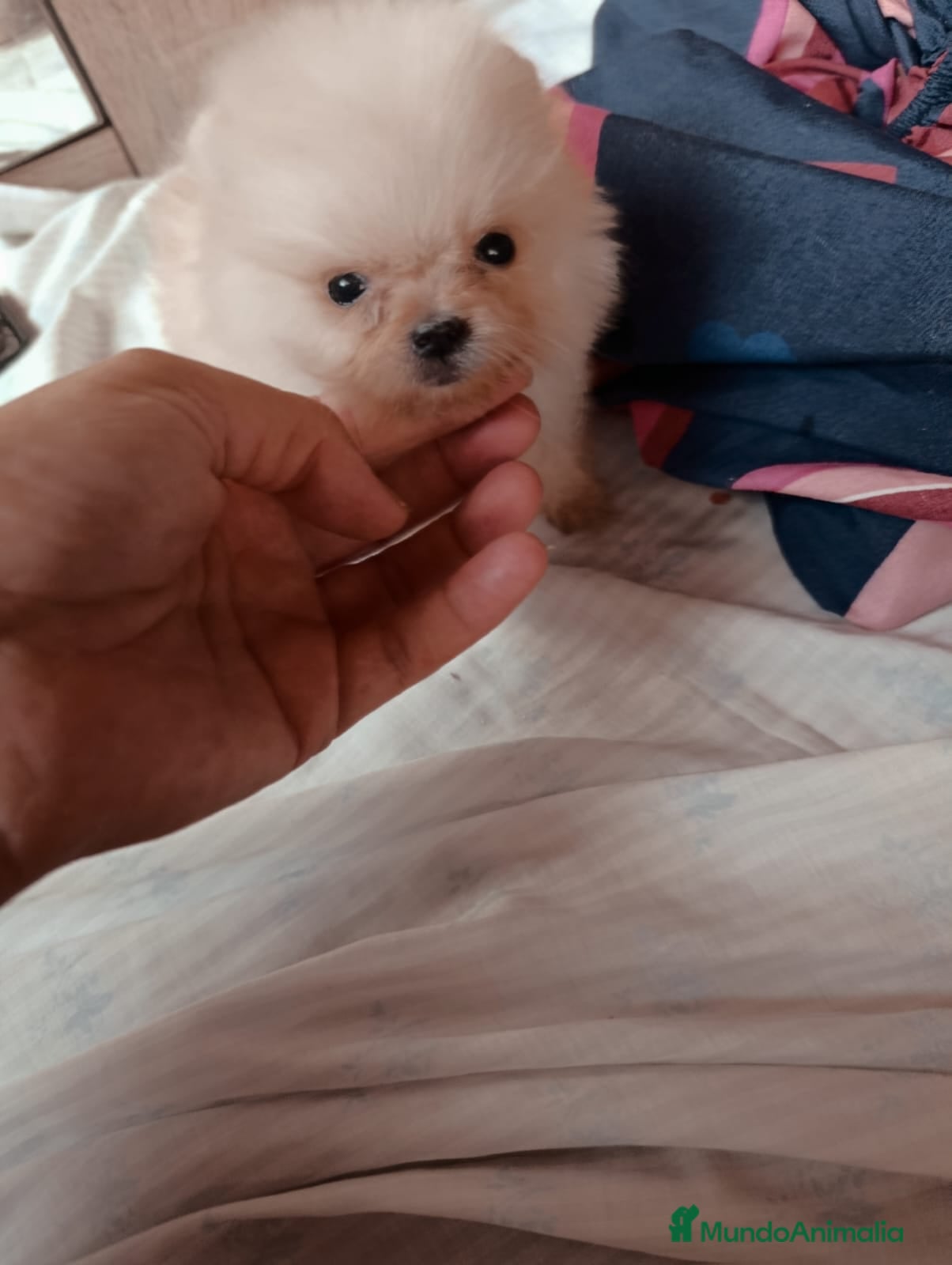 Pomerania perros Pomerania toy osito - Anuncio 2