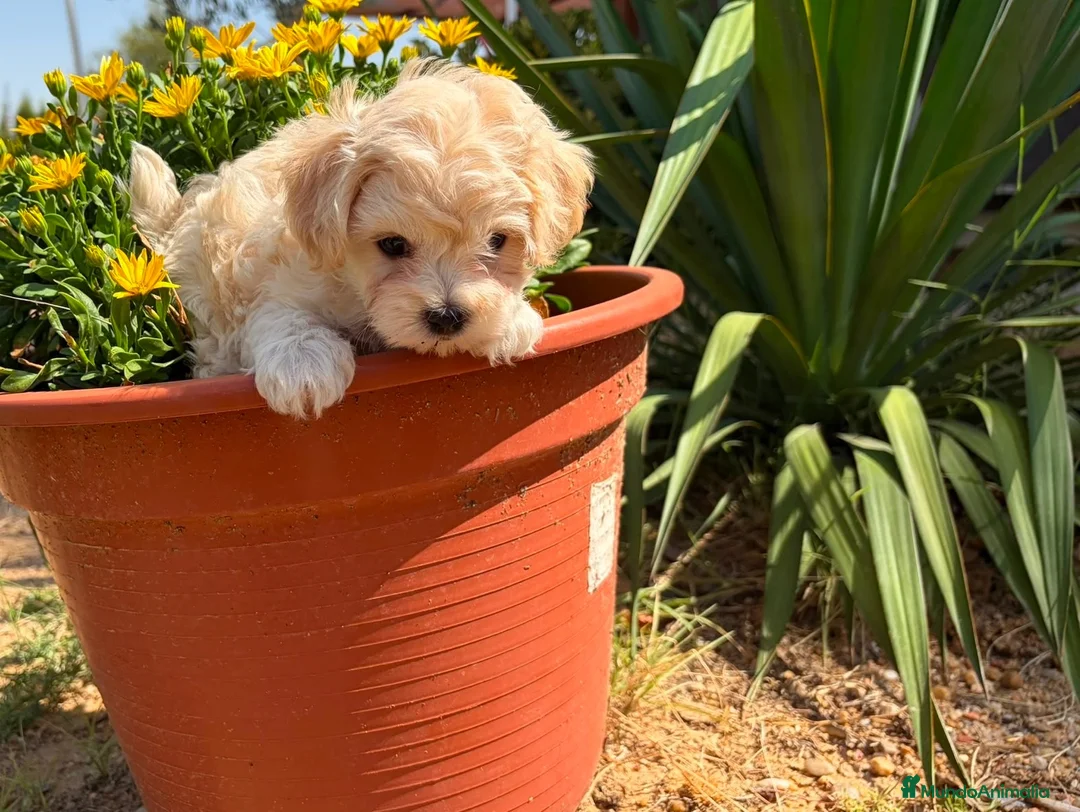Maltipoo perros en venta: Maltipoo macho disponible toy - Anuncio 1