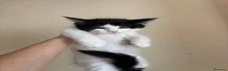 Maine Coon gatos en venta: Maine Coon - Anuncio 4
