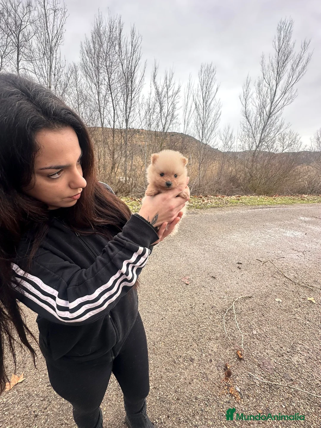 Pomerania perros en venta: Pomerania Toy Mini Crema – Hembra” - Anuncio 6