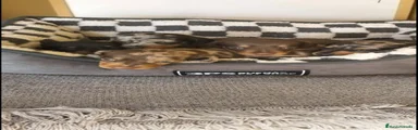 Teckel Miniatura 2