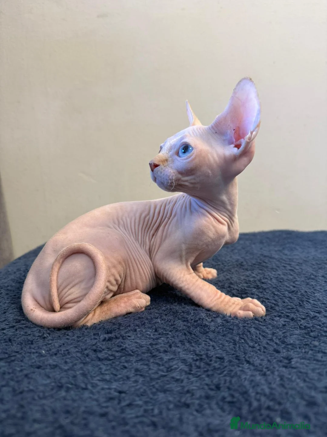 Sphynx gatos en venta: Precioso machito ojos azules  - Anuncio 2