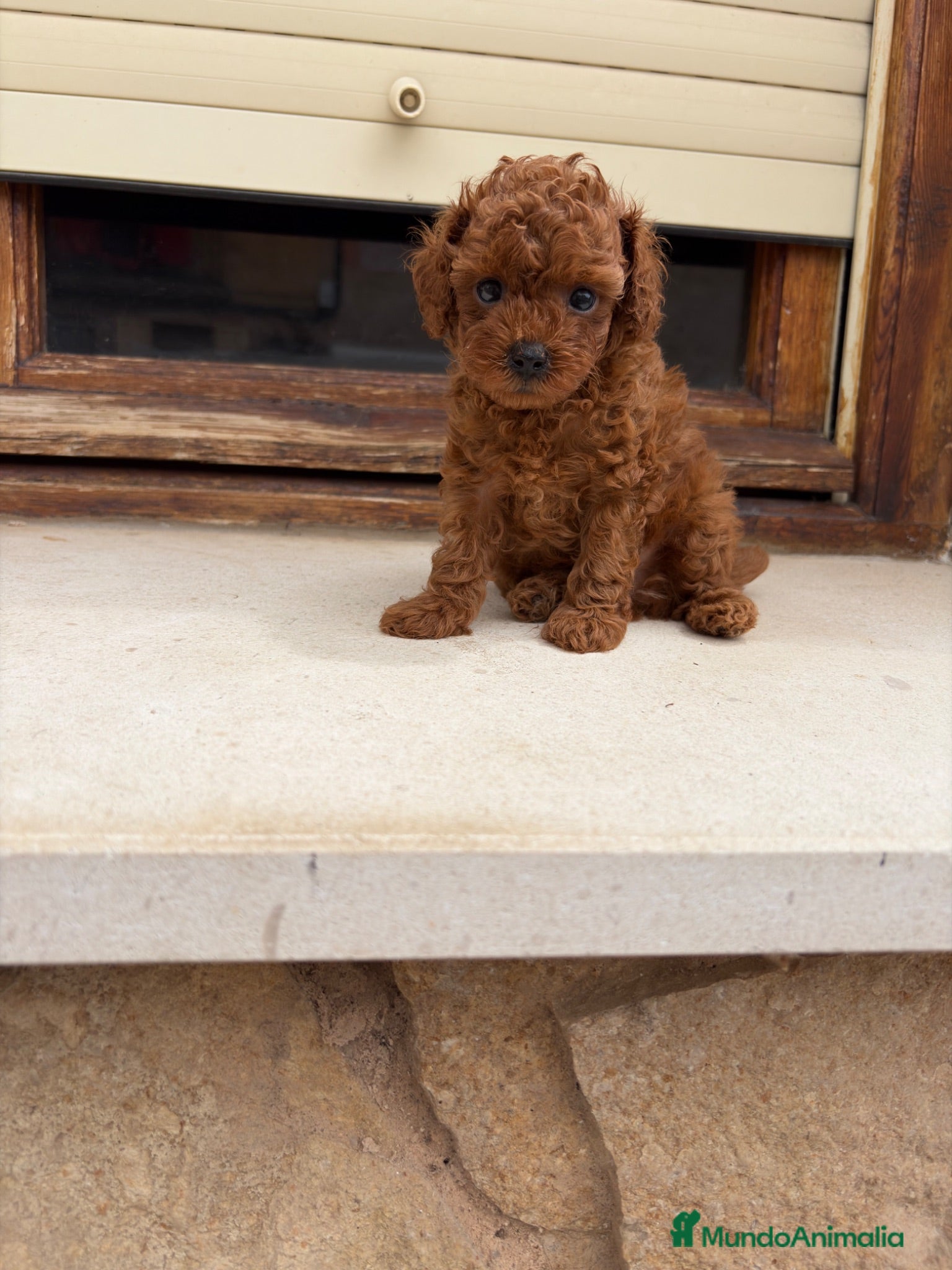 Caniche Toy perros Caniches Toy  - Anuncio 1