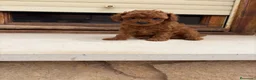 Caniche Toy perros en venta: Caniches Toy  - Anuncio 1