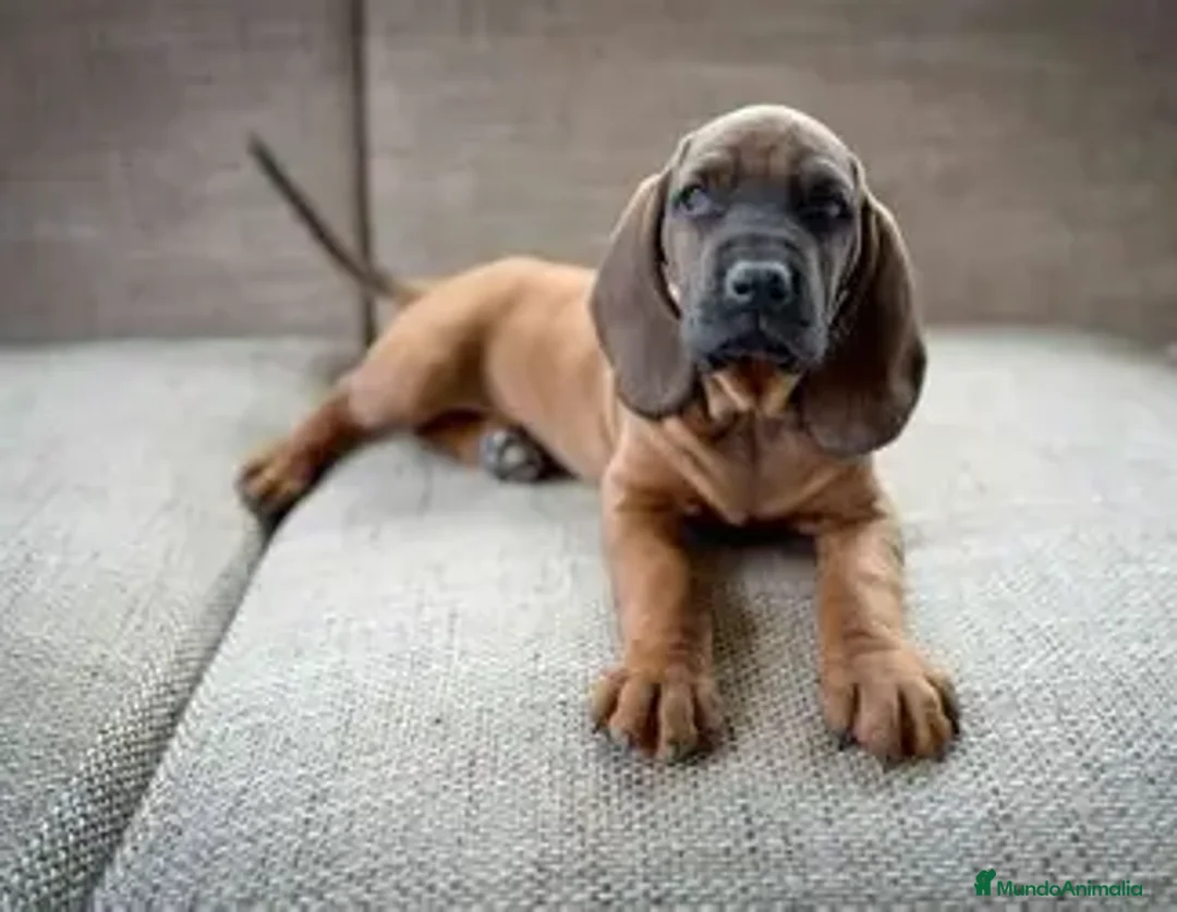 Sabueso de Sangre de Baviera perros en venta: 🐶 SABUESO DE BAVIERA, 8 SEMANAS🐶 - Imagen 1