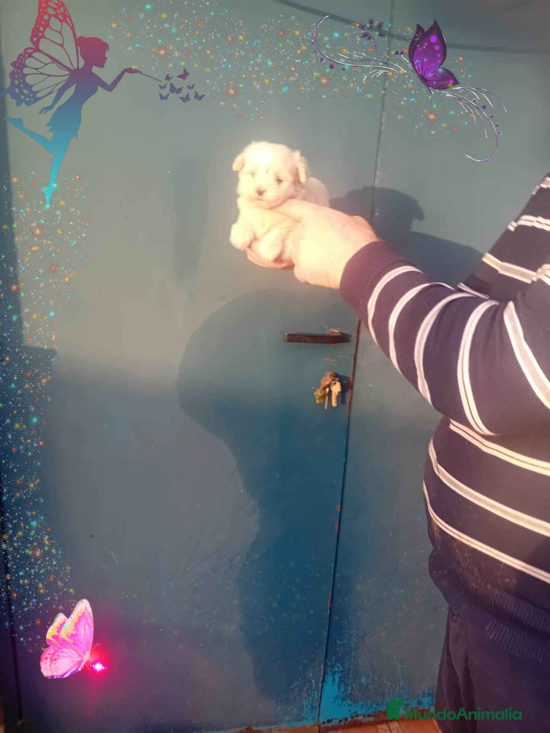 Bichón Maltés perros en venta: Preciosa bichon maltes coreano - Imagen 7