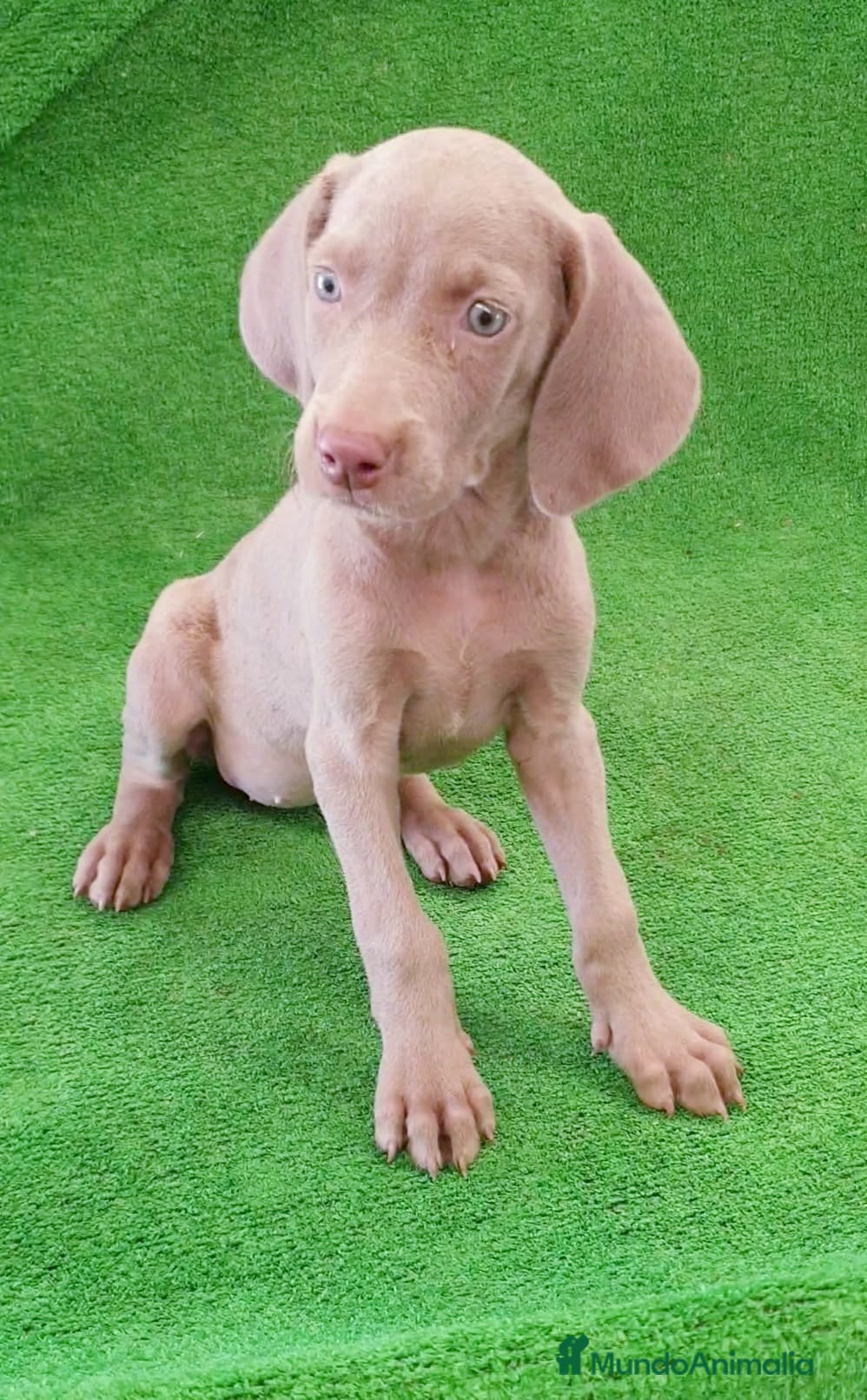Weimaraner perros Bracos de Weimar ## - Anuncio 6