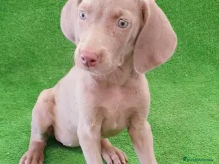 Weimaraner perros Bracos de Weimar ## - Anuncio 6