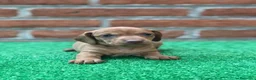 Teckel Miniatura perros en venta: Teckel en toda España !  en Ciudad Real - Anuncio 4