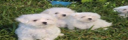 Bichón Maltés perros en venta: BICHON MALTÉS ///// LA MEJOR SELECCIÓN  - Anuncio 3