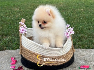 Pomerania perros - Anuncio 3