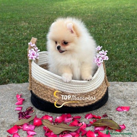 Pomerania perros - Anuncio 2