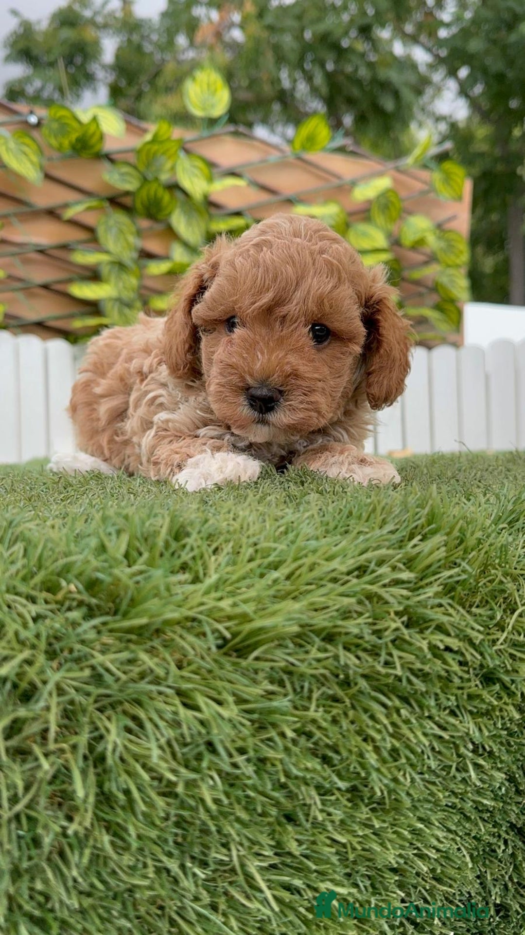 Caniche Toy perros en venta: CANICHE TOY MACHO - Imagen 13