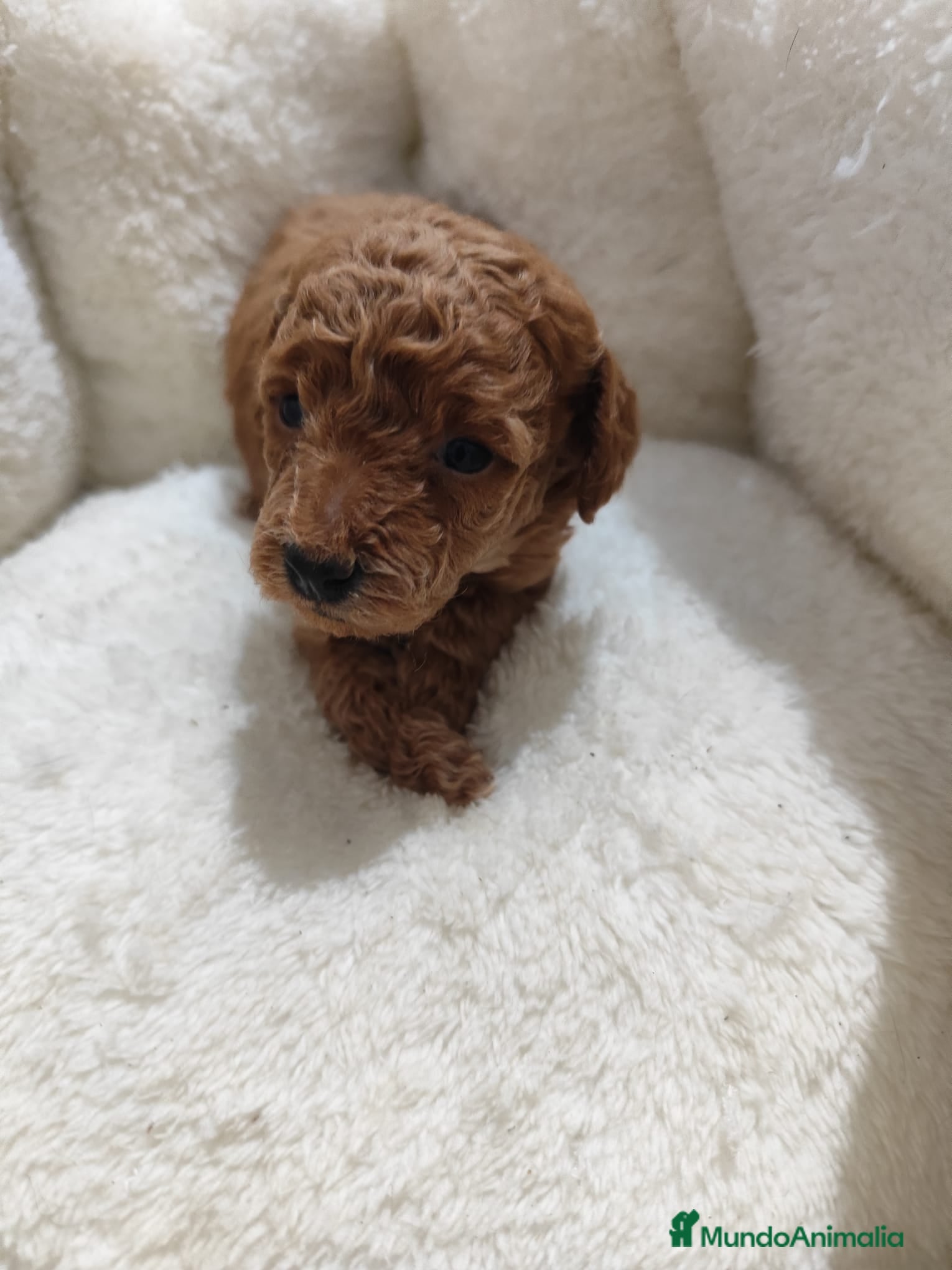 Caniche Toy perros en venta: Caniche toy  - Anuncio 6