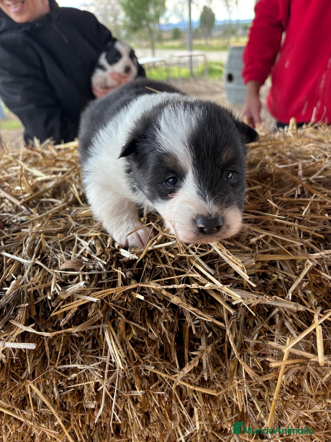 Border Collie perros en venta: Linda hembra de Border  collie  - Anuncio 12