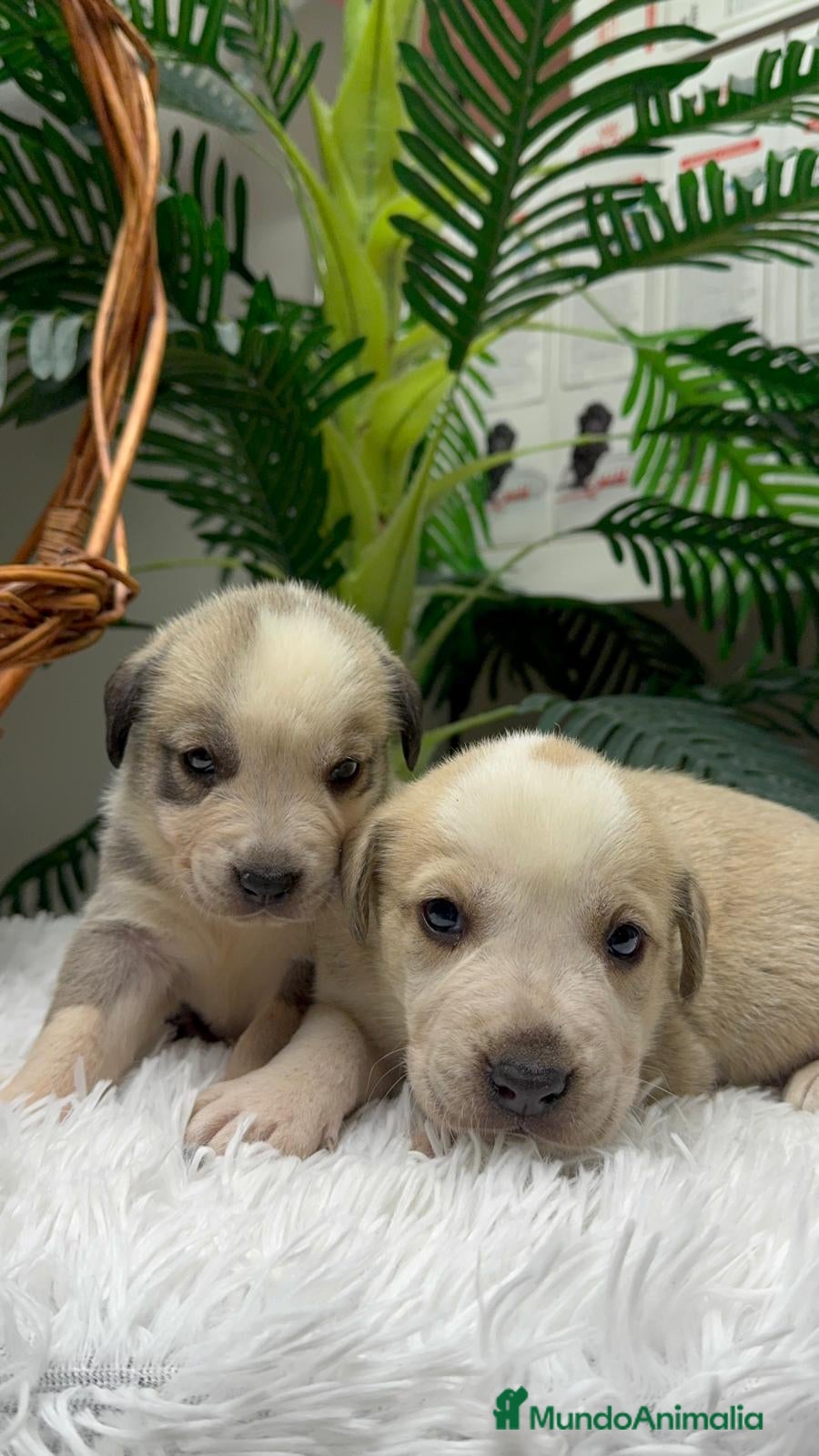 Mastín Español perros MASTIN ESPAÑOL - Anuncio 1