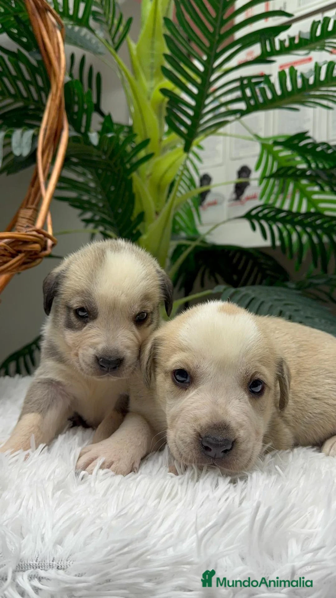 Mastín Español perros en venta: MASTIN ESPAÑOL - Anuncio 1