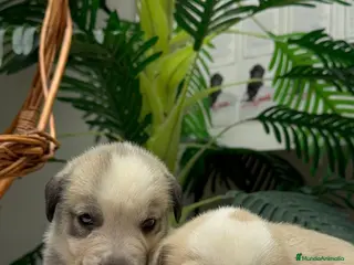 Mastín Español perros MASTIN ESPAÑOL - Anuncio 1