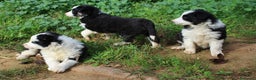 Border Collie perros en venta: Border collie standar  - Anuncio 6