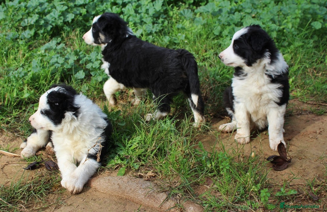 Border Collie perros en venta: Border collie standar  - Anuncio 6