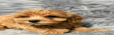 Maltipoo 1