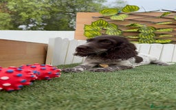 Cocker Spaniel Inglés perros en venta: COCKER RUANO - Imagen 8