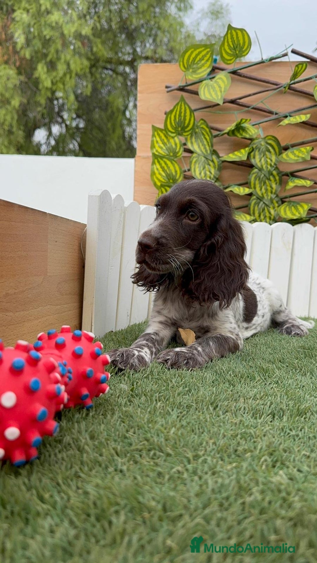 Cocker Spaniel Inglés perros en venta: COCKER RUANO - Imagen 8