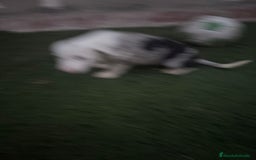 Border Collie perros en venta: BORDER COLLIE  - Imagen 13