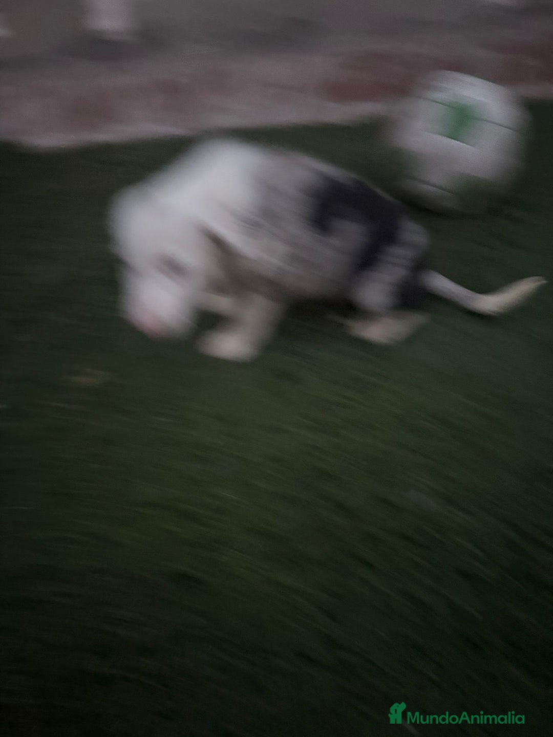 Border Collie perros en venta: BORDER COLLIE  - Imagen 13