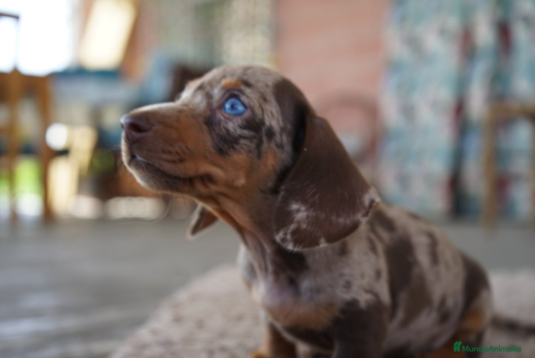 Teckel Miniatura perros en venta: 🐾 Frisco – Teckel miniatura merlé chocolate 🐾 - Imagen 7