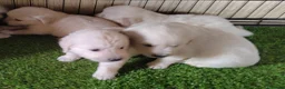 Golden Retriever perros en venta: Camada Golden Retriever - Anuncio 1
