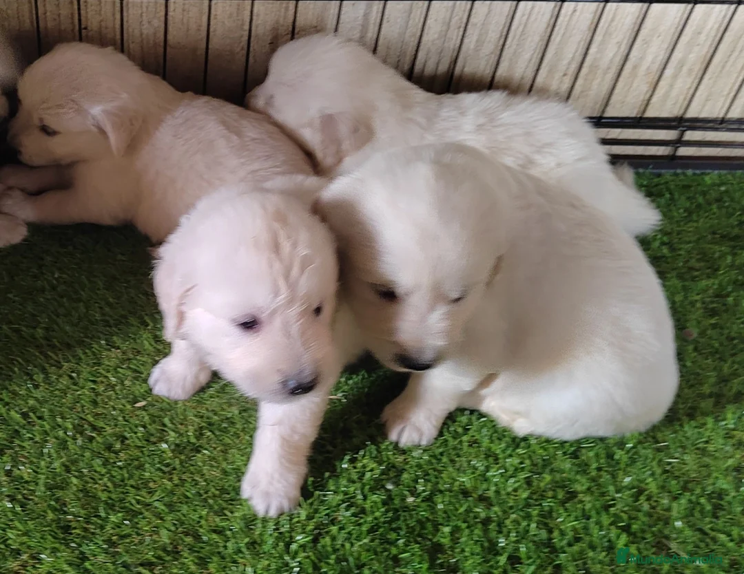 Golden Retriever perros en venta: Camada Golden Retriever - Anuncio 1