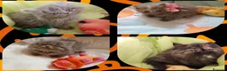 Persa gatos en venta: Disponible gatitos persa himalayo  - Anuncio 1