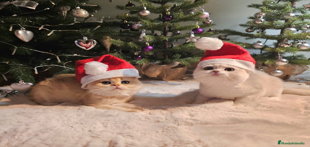 Imagen de galería {{count}}