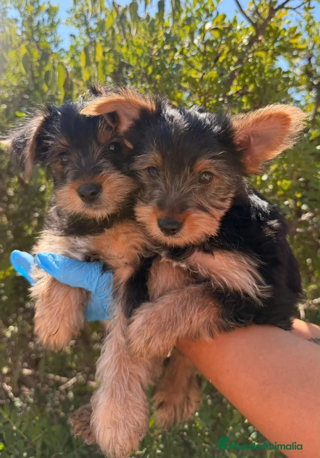 Yorkshire Terrier perros en venta: NICO Y TIKO | YORKSHIRE CACHORROS - Anuncio 3