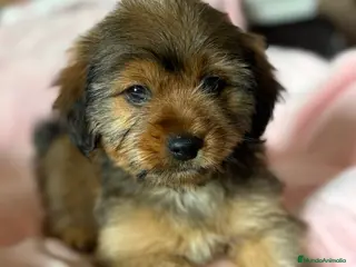 Yorkiepoo perros Yorkiepoo último machito!! - Anuncio 4