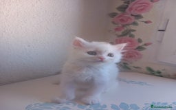 Persa gatos en venta: Gata persa - Imagen 3