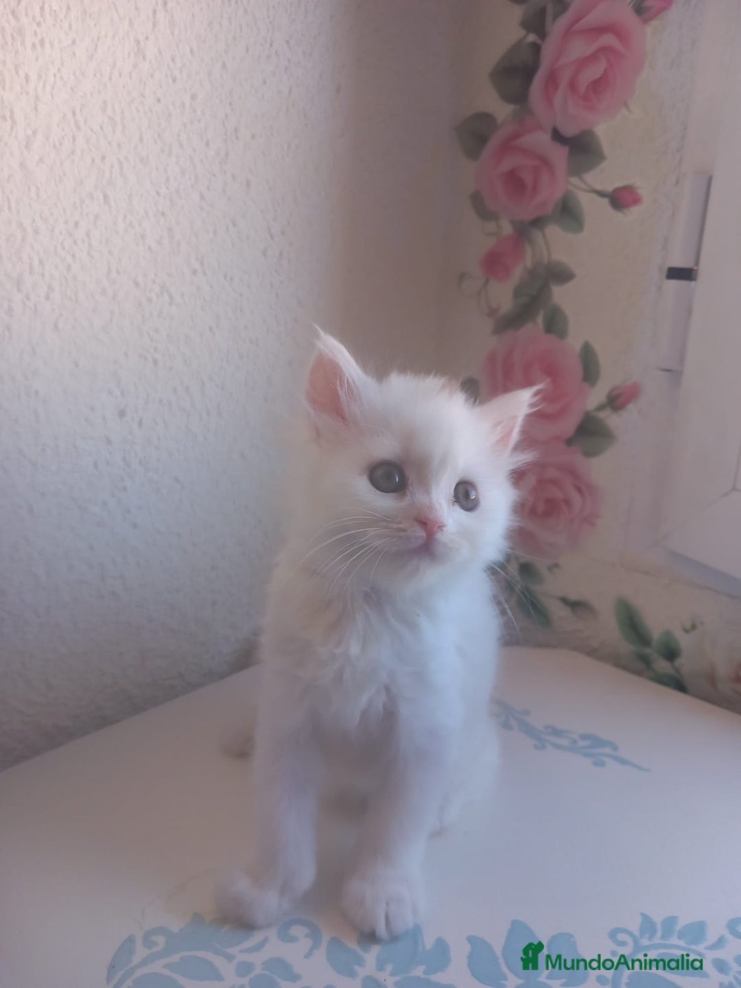 Persa gatos en venta: Gata persa - Imagen 3